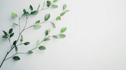 Natural tree branch with green leaves on a plain white background