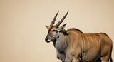 Majestic eland antelope against a neutral background for wildlife appreciation