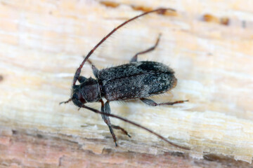 Wall Mural - long-horned beetle (Exocentrus adspersus), imago on wood.