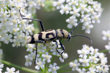 Wall Mural - Wasp Beetle - Cerambycid (Chlorophorus varius) on umbellifer in summer.