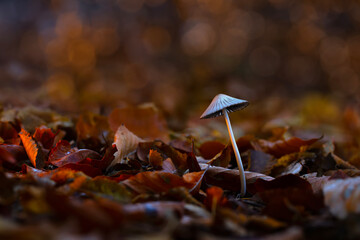 Wall Mural - Mushrooms, the wonderful creatures of nature. Natural background.