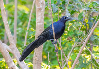 Wall Mural - great-tailed grackle
