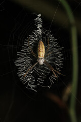argiope bruennichi spider macro photo	