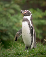 Wall Mural - Humboldt penguin full body standing in grassy area