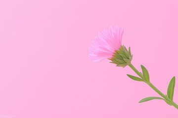 Poster - A delicate pink flower stands out against a soft pink background, showcasing its vibrant petals and lush green stem.