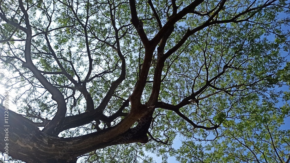beautiful tree: Samanea saman Stock Photo | Adobe Stock