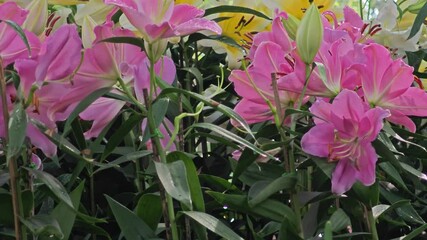 Poster - pink lily in garden