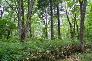 Canvas Print - Forest Scenery of Nagano in Summer