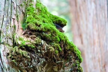 Poster - Close-up of moss on cedar tree