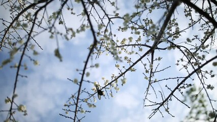Butterfly and Japanese Cherry Blossom 1