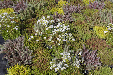 Rock garden plants for sale bloom with bright green and white flowers on a sunny afternoon