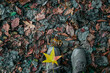 © Maxim Chuev - autumn park with human foot in beige shoes and brown sneakers joggers against fallen yellow maple leaves background with free empty copy space to insert text. fall season. top view.
