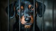 © ProPhotos - A close-up of the muzzle of a stray dog that looks sad and tired while sitting in a cage. The background is blurred.
