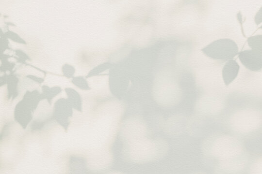 Rose leaf shadow. Shadows and light from sunlight of natural rose leaf tree branch plant , grey rose leaves shadow overlay effect for foliage mockup