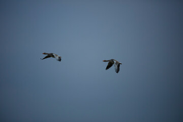 Wall Mural - Two greylag geese soar against a muted blue sky.  Birds in flight.  Clear sky.