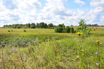 Wall Mural - a valley with a field with wild flowers and a sky with clouds