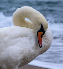 Wall Mural - The mute swan Cygnus olor - an adult swan bird with a red beak cleans its white feathers near the sea