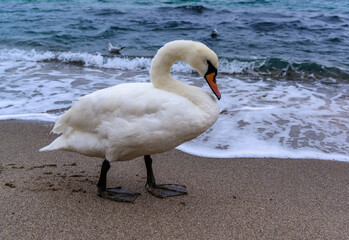 Wall Mural - The mute swan Cygnus olor - an adult swan with a red beak walks on the sand near the edge of the Black Sea