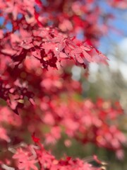 Wall Mural - red autumn leaves