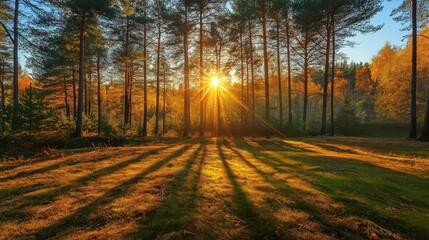 Wall Mural - sunny autumn day in the forest
