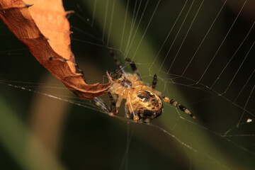 natural parasteatoda tepidariorum spider macro	