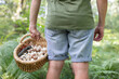 © auremar - mushroom picker with a basket in a pine forest