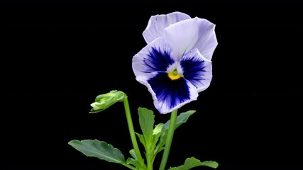 Wall Mural - Time lapse of opening white and purple Pansy flower (Viola tricolor) isolated on black background