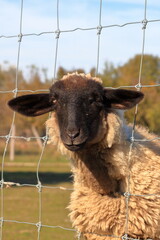 Wall Mural -  Curious sheep.