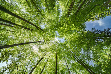 Wall Mural - a serene canopy of lush green trees under the expansive and clear blue sky above