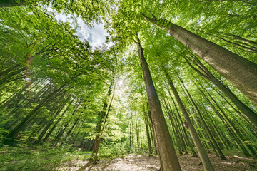 Wall Mural - sunlight gently filtering through the lush green forest canopy creates a magical atmosphere