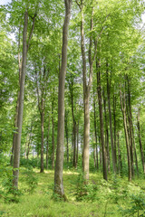 Wall Mural - a lush green forest filled with towering trees on a bright and beautiful summer day