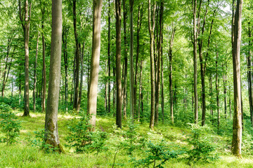 Wall Mural - a lush green forest filled with towering trees on a bright and beautiful summer day