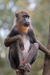 Wall Mural - Portrait of Mandrill (Mandrillus sphinx) ape close up shot