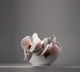 Wall Mural - Soft focus blur Close up Pink phalaenopsis orchid flower on gray interior. Minimalist still life. Light and shadow nature horizontal background.