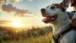 © CreativeSeven  - Outdoor adventure with a pet dog at a park during a scenic sunset joyful moments in nature