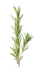 Canvas Print - fresh green rosemary