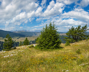 Sticker - Summer Tara Canyon in mountain Durmitor National Park, Montenegro