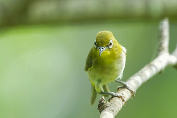 Canvas Print - white eye in a forest