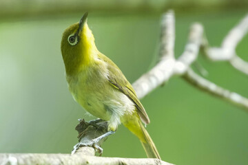 Canvas Print - white eye in a forest