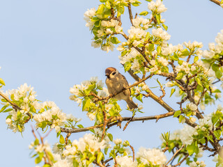 Wall Mural - Apple tree branches with white flowers on a background of blue clear sky.