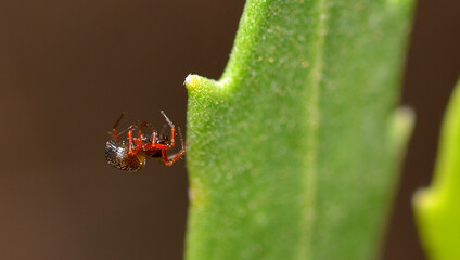 Wall Mural - little spider in its web