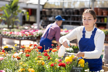 Wall Mural - Female worker arranging flowering ranunculus in pots while gardening in glasshouse