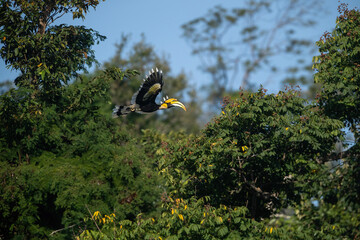 A hornbill is flying out of a tree