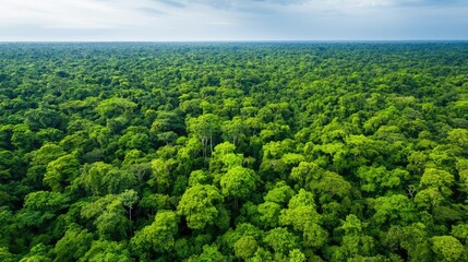Poster - Lush green forest canopy viewed from above, showcasing nature's beauty and biodiversity.