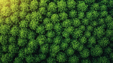 Poster - Aerial view of lush green foliage in a vibrant forest, showcasing nature's beauty.