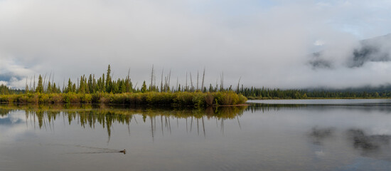 Wall Mural - A duck swimming through a calm pond and morning fog in a mountain setting
