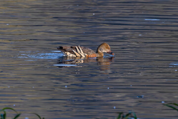 Wall Mural - early morning shot of a plumed whistling-duck swimming and feeding at hasties swamp in nth qld, australia