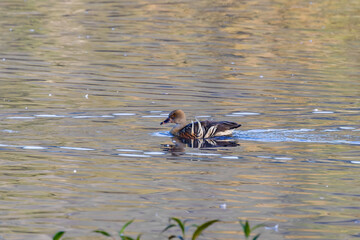 Wall Mural - early morning shot of a plumed whistling-duck swimming at hasties swamp in nth qld, australia