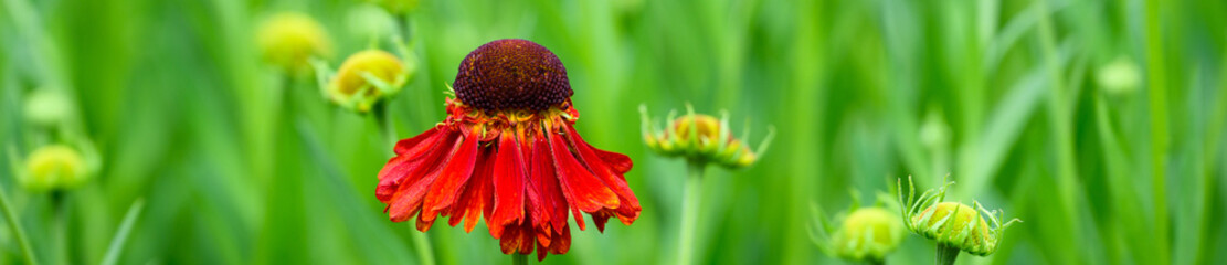 Wall Mural - Closeup of orange red flowers on a Sneezeweed plant in a summer garden, as a nature background
