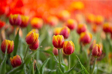 Wall Mural - a bulbous spring-flowering plant of the lily family
